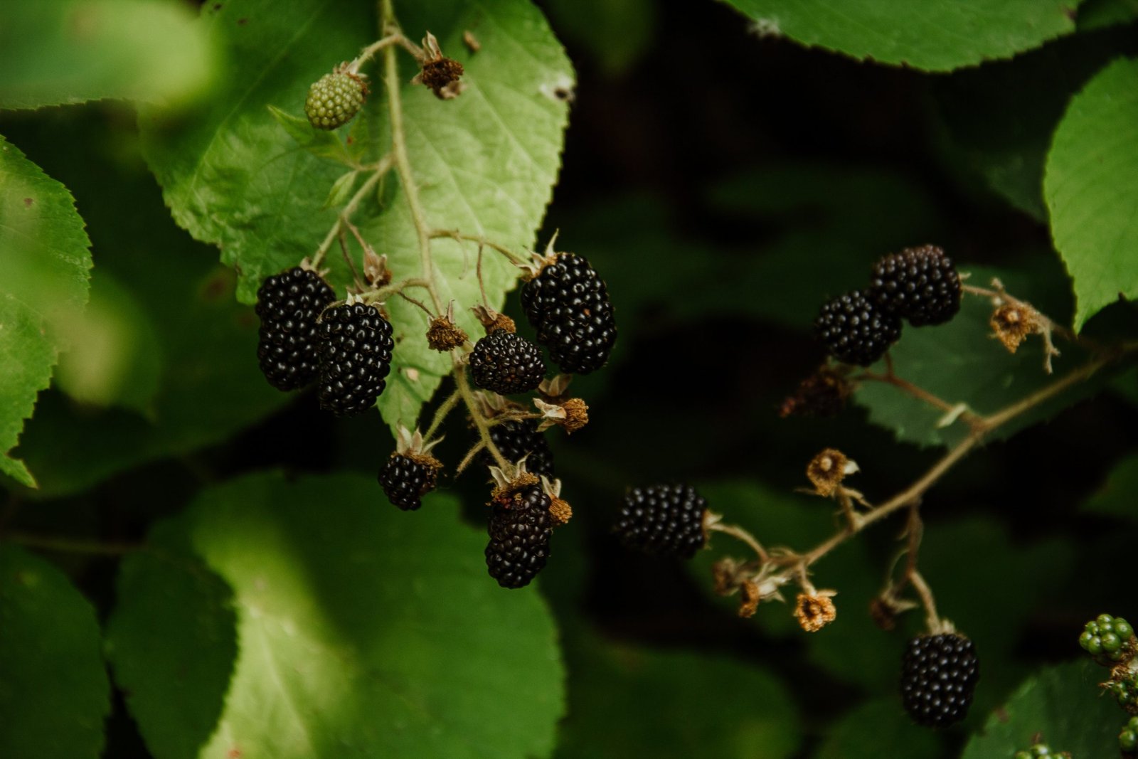 Apple and Bramble Cordial