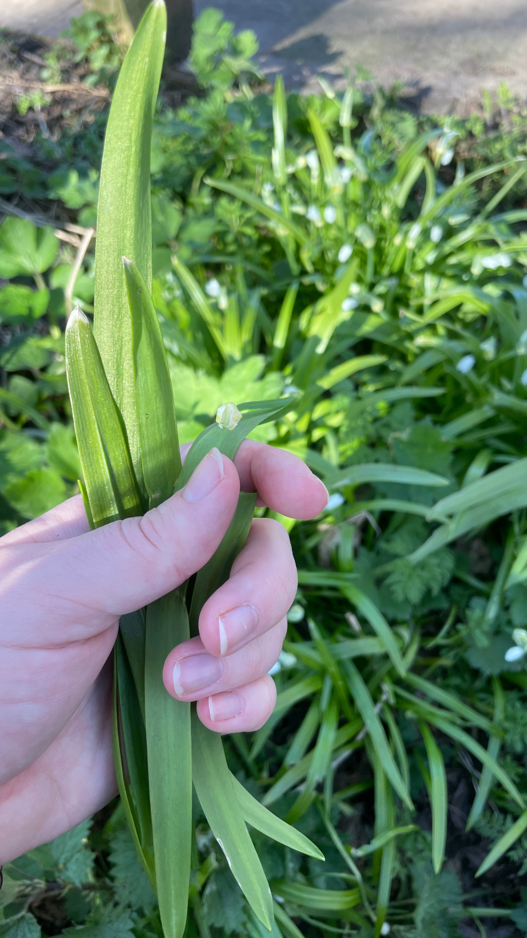 Foraged Wild Leek Pesto