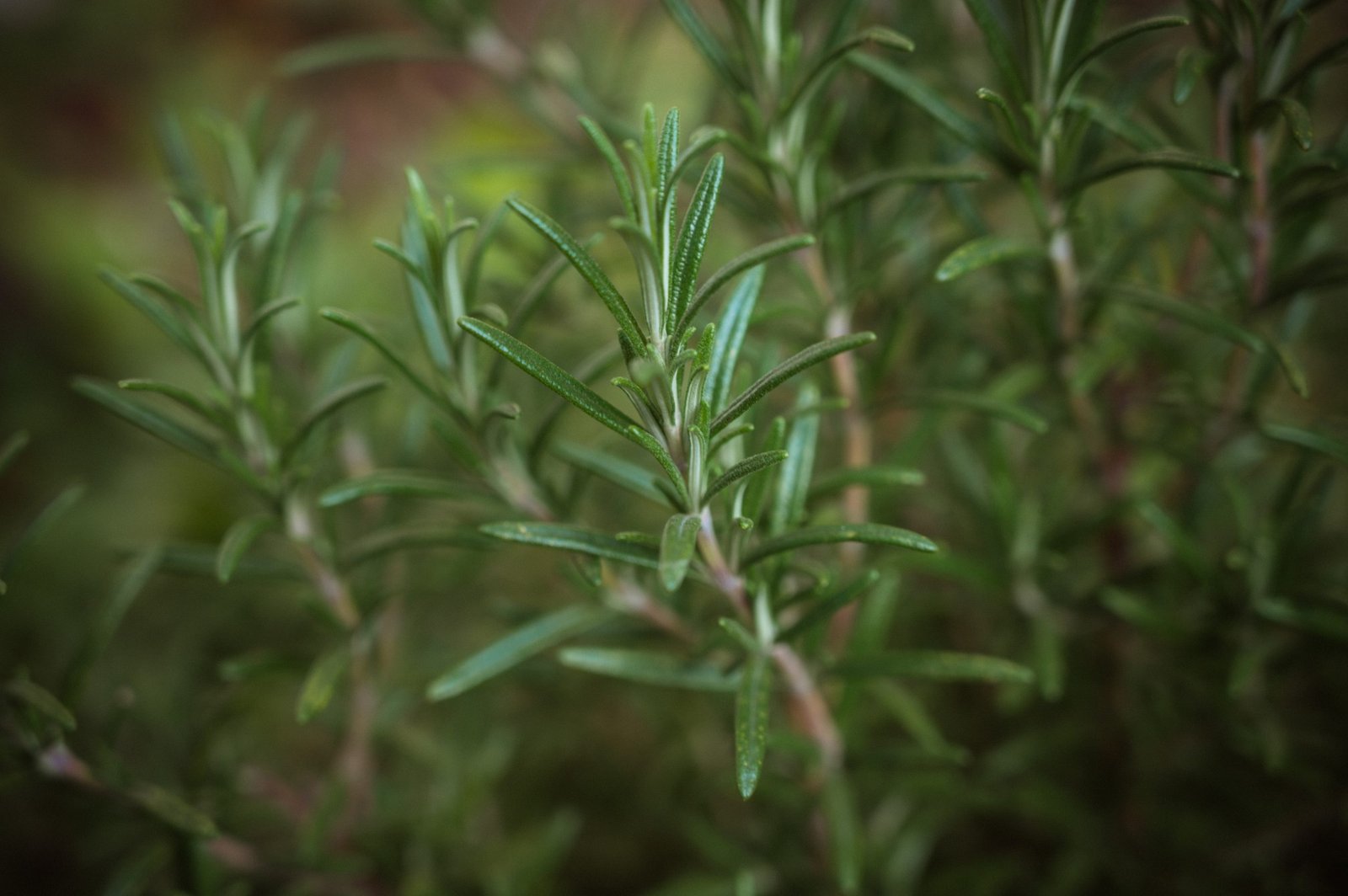 Launching the Even Greener Menu