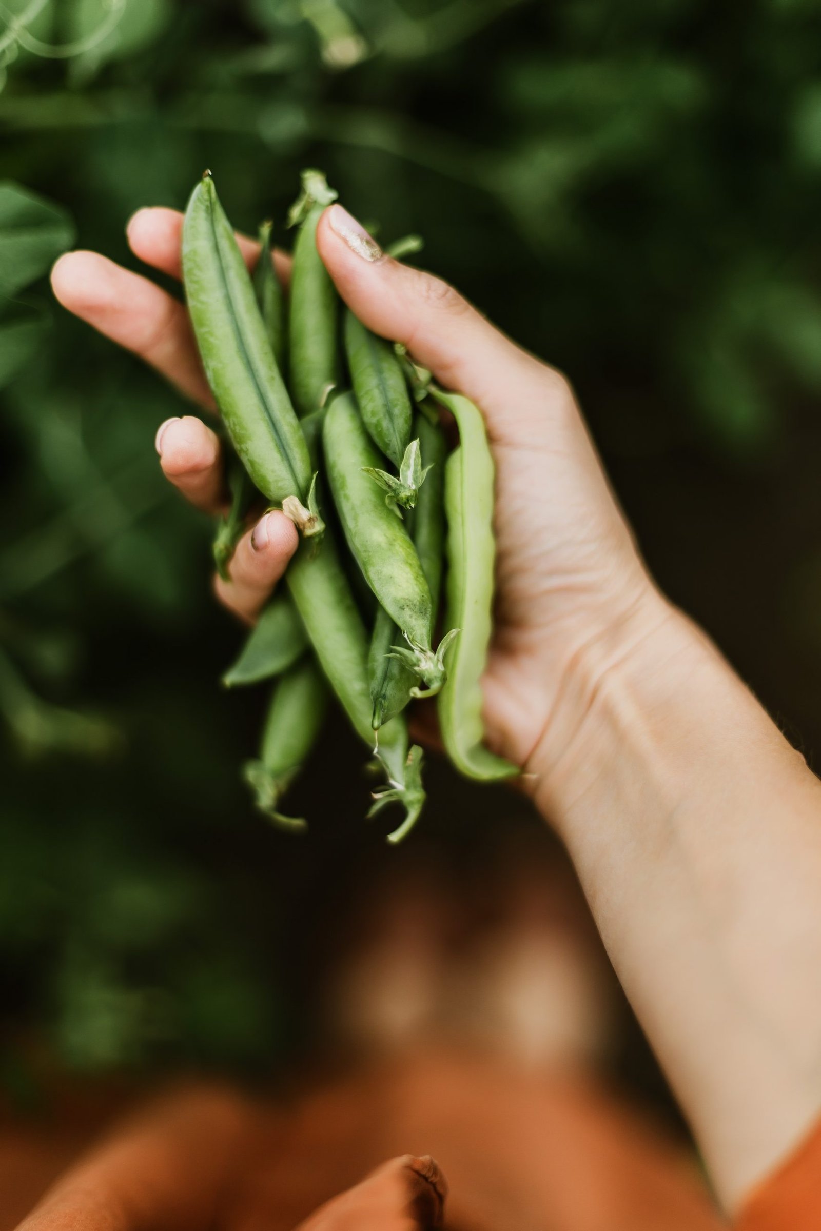 Recipes inspired by the National Veg Summit