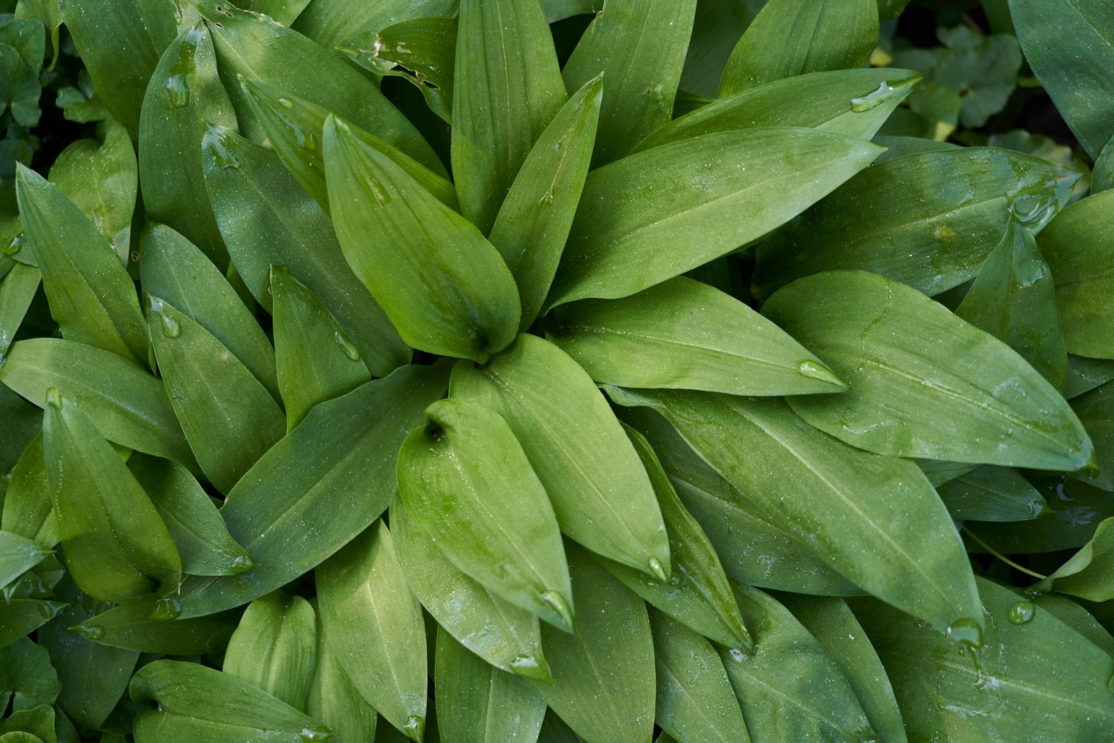 Foraged and Fermented Wild Garlic