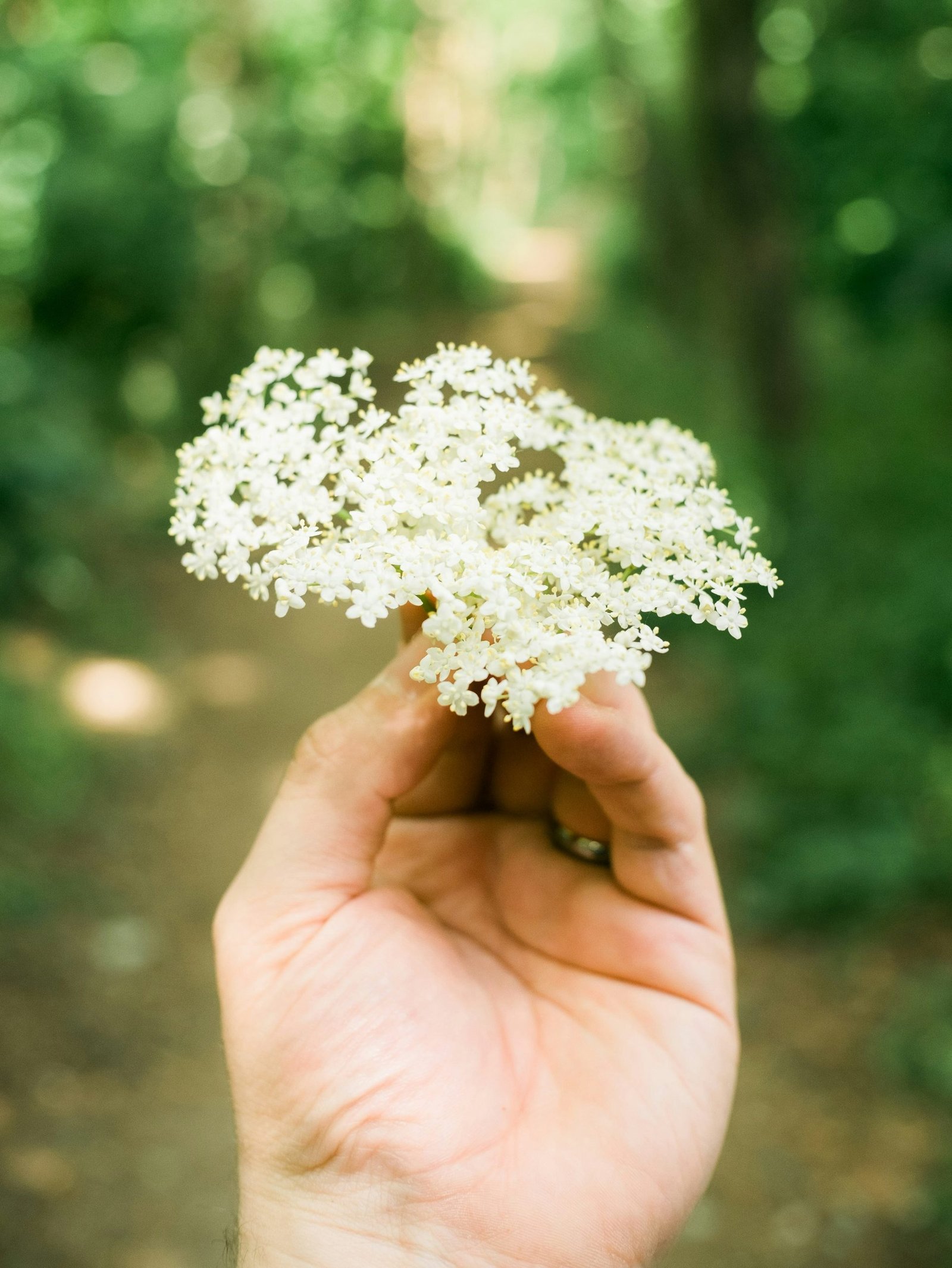Summer Foraging with Carr Gomm